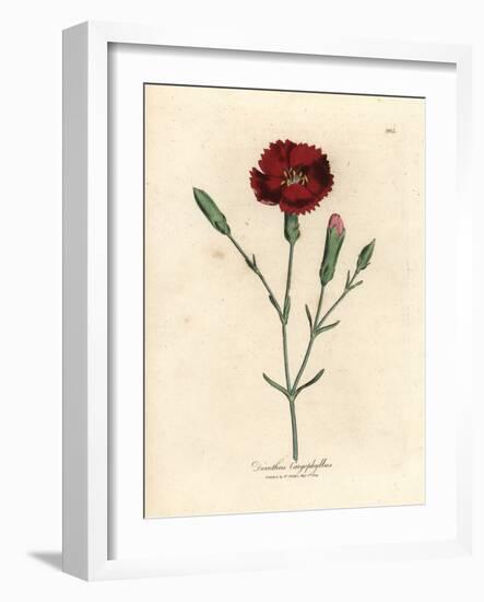 Crimson Carnation, Clove Pink, Dianthus Caryophyllus-James Sowerby-Framed Giclee Print