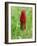 Crimson Clover-Audrey-Framed Giclee Print