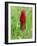 Crimson Clover-Audrey-Framed Giclee Print