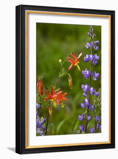 Crimson Columbine (Aquilegia Formosa)-Bob Gibbons-Framed Photographic Print