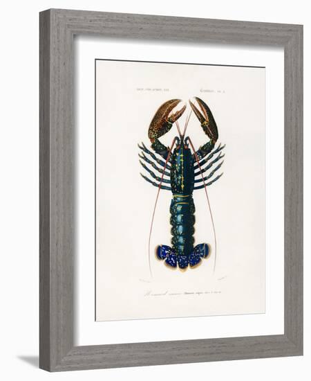 Crimson Crawfish-Charles Dessalines D Orbigny-Framed Photographic Print