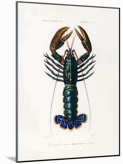 Crimson Crawfish-Charles Dessalines D Orbigny-Mounted Photographic Print