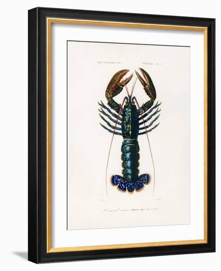 Crimson Crawfish-Charles Dessalines D Orbigny-Framed Photographic Print