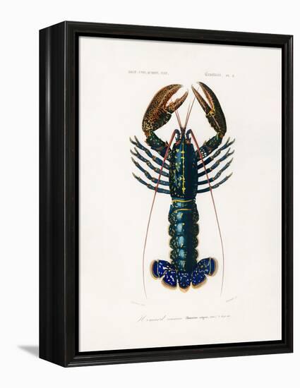 Crimson Crawfish-Charles Dessalines D Orbigny-Framed Premier Image Canvas