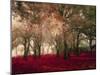 Crimson Forest Floor A2-Taylor Greene-Mounted Art Print