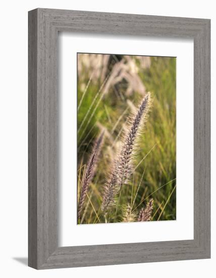 Crimson Fountain Grass, USA-Lisa Engelbrecht-Framed Photographic Print