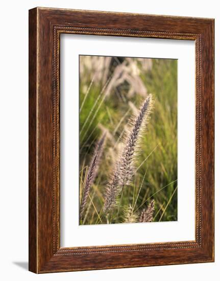 Crimson Fountain Grass, USA-Lisa Engelbrecht-Framed Photographic Print