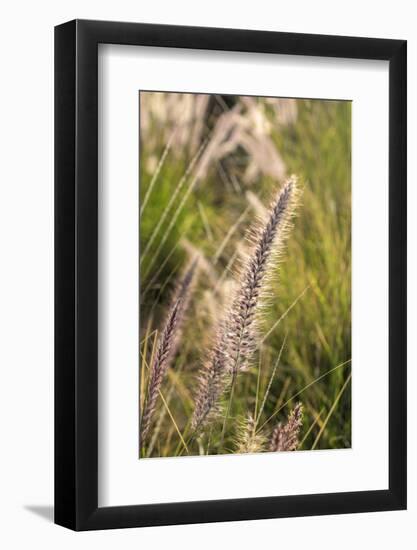 Crimson Fountain Grass, USA-Lisa Engelbrecht-Framed Photographic Print