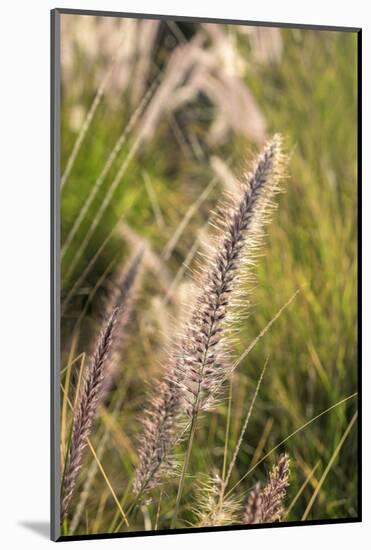 Crimson Fountain Grass, USA-Lisa Engelbrecht-Mounted Photographic Print