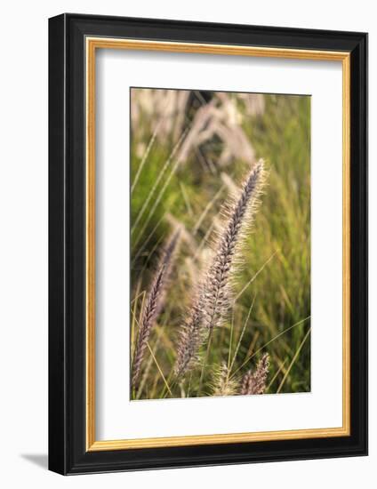 Crimson Fountain Grass, USA-Lisa Engelbrecht-Framed Photographic Print