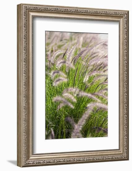 Crimson Fountain Grass, USA-Lisa Engelbrecht-Framed Photographic Print