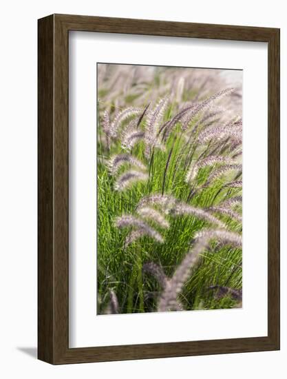 Crimson Fountain Grass, USA-Lisa Engelbrecht-Framed Photographic Print