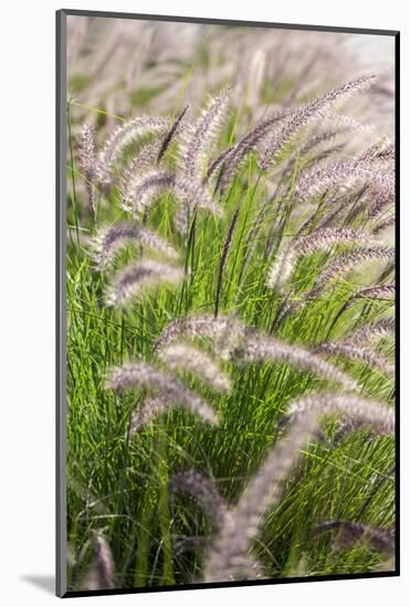 Crimson Fountain Grass, USA-Lisa Engelbrecht-Mounted Photographic Print