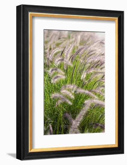 Crimson Fountain Grass, USA-Lisa Engelbrecht-Framed Photographic Print