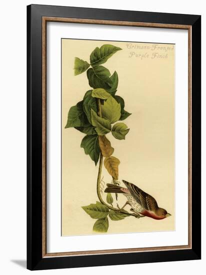 Crimson-Fronted Purple Finch-John James Audubon-Framed Art Print