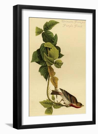 Crimson-Fronted Purple Finch-John James Audubon-Framed Art Print