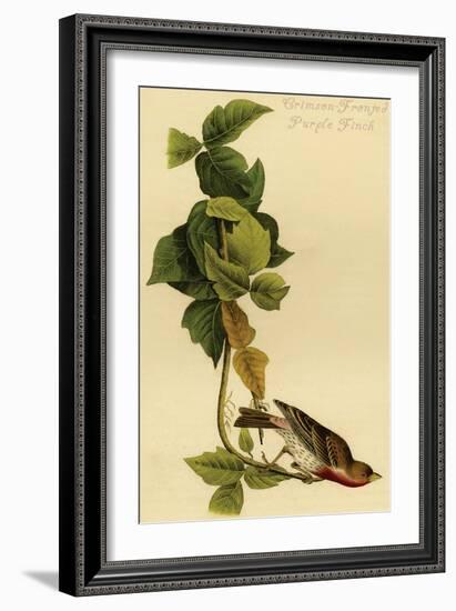 Crimson-Fronted Purple Finch-John James Audubon-Framed Art Print