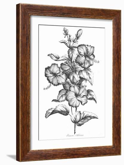 Crimson Hibiscus-Porter Design-Framed Giclee Print