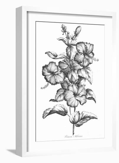 Crimson Hibiscus-Porter Design-Framed Giclee Print