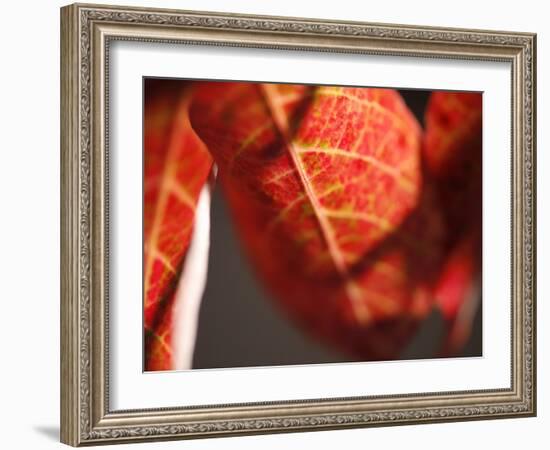 Crimson Leaf-Nicole Katano-Framed Photo