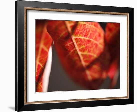 Crimson Leaf-Nicole Katano-Framed Photo