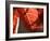 Crimson Leaf-Nicole Katano-Framed Photo