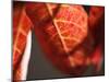 Crimson Leaf-Nicole Katano-Mounted Photo