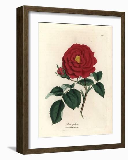 Crimson Officinal Rose, Rosa Gallica-James Sowerby-Framed Giclee Print