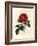 Crimson Officinal Rose, Rosa Gallica-James Sowerby-Framed Giclee Print