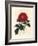 Crimson Officinal Rose, Rosa Gallica-James Sowerby-Framed Giclee Print