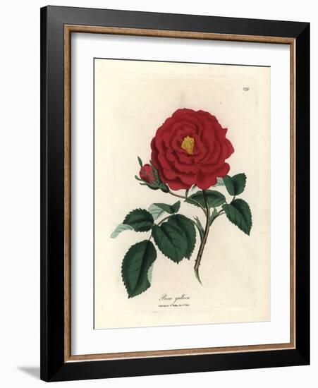 Crimson Officinal Rose, Rosa Gallica-James Sowerby-Framed Giclee Print