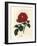 Crimson Officinal Rose, Rosa Gallica-James Sowerby-Framed Giclee Print