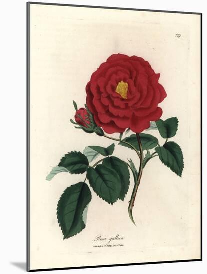 Crimson Officinal Rose, Rosa Gallica-James Sowerby-Mounted Giclee Print