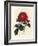 Crimson Officinal Rose, Rosa Gallica-James Sowerby-Framed Giclee Print