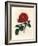 Crimson Officinal Rose, Rosa Gallica-James Sowerby-Framed Giclee Print