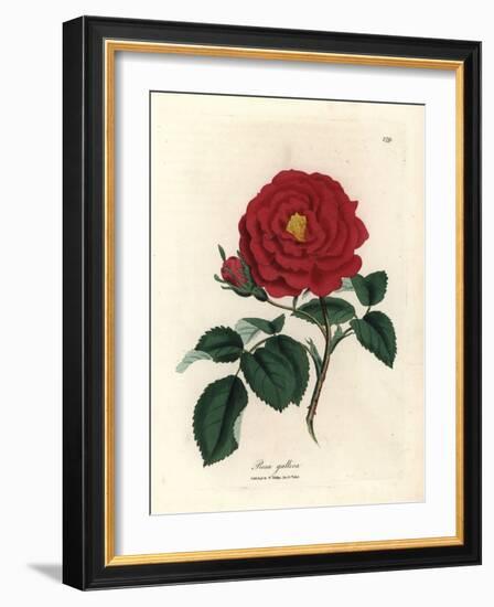 Crimson Officinal Rose, Rosa Gallica-James Sowerby-Framed Giclee Print