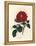 Crimson Officinal Rose, Rosa Gallica-James Sowerby-Framed Premier Image Canvas