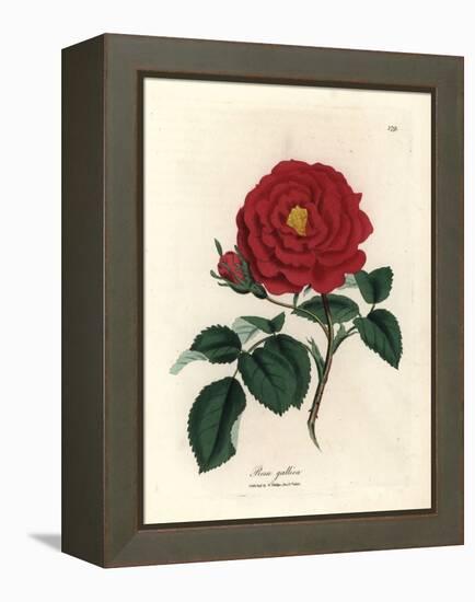 Crimson Officinal Rose, Rosa Gallica-James Sowerby-Framed Premier Image Canvas