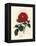 Crimson Officinal Rose, Rosa Gallica-James Sowerby-Framed Premier Image Canvas