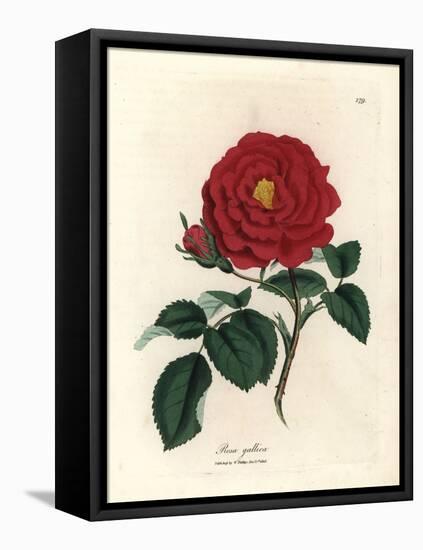 Crimson Officinal Rose, Rosa Gallica-James Sowerby-Framed Premier Image Canvas