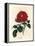 Crimson Officinal Rose, Rosa Gallica-James Sowerby-Framed Premier Image Canvas