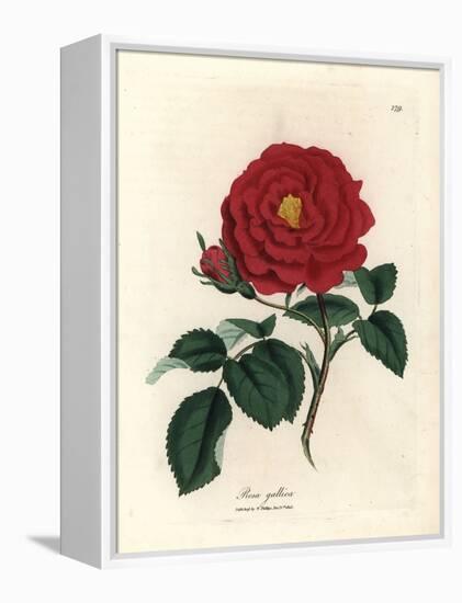 Crimson Officinal Rose, Rosa Gallica-James Sowerby-Framed Premier Image Canvas