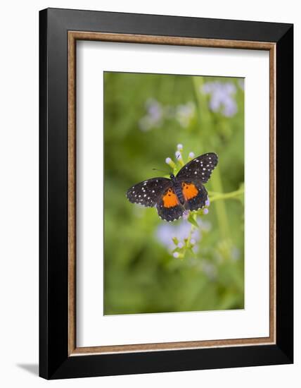 Crimson Patch butterfly on crucita (mistflower)-Larry Ditto-Framed Photographic Print