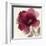 Crimson Peony II-Asia Jensen-Framed Art Print