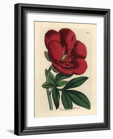 Crimson Peony, Paeonia Officinalis-James Sowerby-Framed Giclee Print