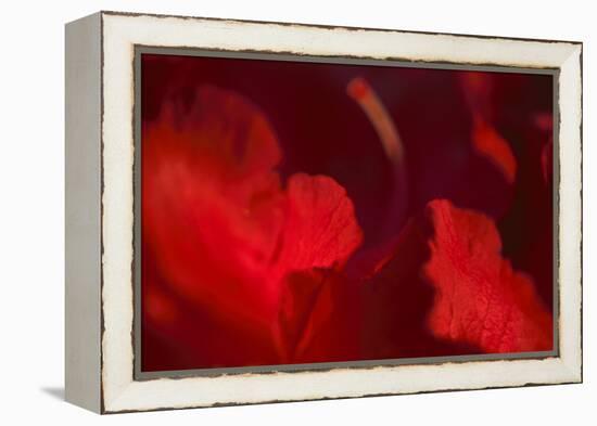 Crimson Petals I-Rita Crane-Framed Premier Image Canvas