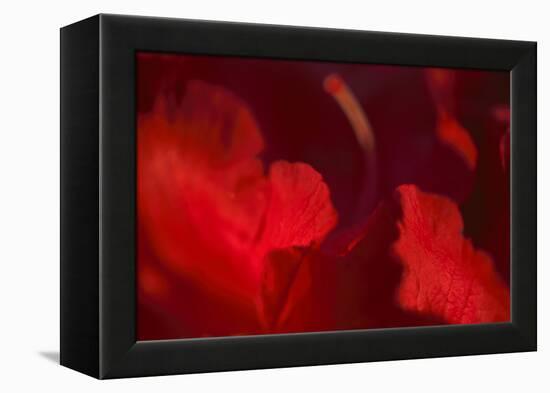 Crimson Petals I-Rita Crane-Framed Premier Image Canvas