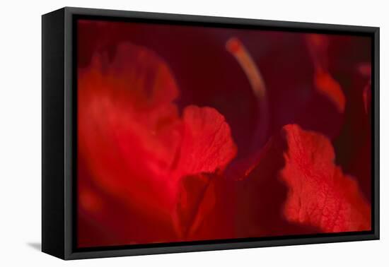 Crimson Petals I-Rita Crane-Framed Premier Image Canvas