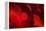 Crimson Petals I-Rita Crane-Framed Premier Image Canvas