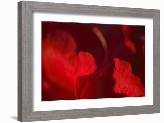 Crimson Petals I-Rita Crane-Framed Photographic Print